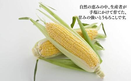 【先行予約】旭川近郊産　黄色いとうもろこし(ゴールドラッシュ) 3.5kg(10本) 2026年8月上旬から発送開始 | とうもろこし 北海道 限定_04842