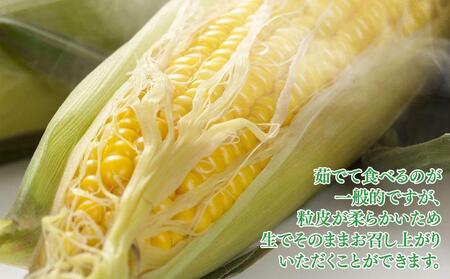 【先行予約】旭川近郊産　黄色いとうもろこし(ゴールドラッシュ) 3.5kg(10本) 2026年8月上旬から発送開始 | とうもろこし 北海道 限定_04842