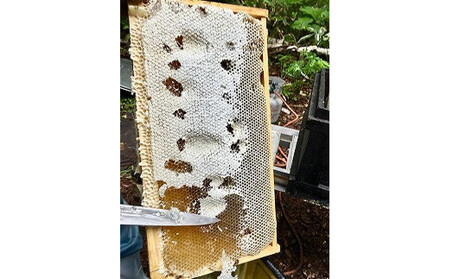 【スティック蜂蜜】アカシア 2.5g×50本入 | はちみつ_05350