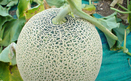 【先行予約】香り豊かな 北海道レッドメロン 1.6kg×1玉(2026年7月下旬から発送開始) | メロン _05410