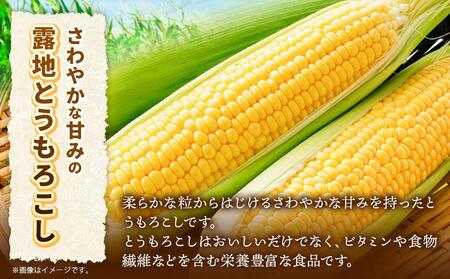 【先行予約】北海道産ピュアホワイト・露地とうもろこし　計12本 2025年8月下旬から発送開始予定 | とうもろこし　とうもろこし　とうもろこし　とうもろこし　とうもろこし_00113