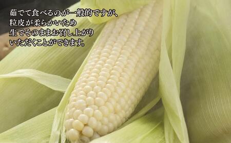 【先行予約】【旭川近郊産】白いとうもろこし（ホワイトショコラ他）4kg＜11-13本＞(2024年8月上旬発送開始予定)_00093