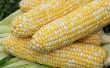 豆乳仕立てのコーンスープ　15缶ギフト | コーンスープ  _01616