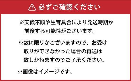 【先行予約】朝採り とうもろこし ゴールドラッシュ 6kg (L～2Lサイズ×15本) (2026年8月中旬発送) | とうもろこし 北海道 限定_01707