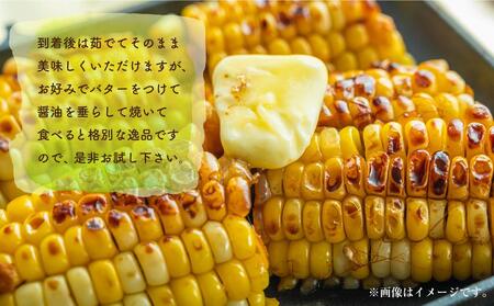 【先行予約】朝採り とうもろこし ゴールドラッシュ 6kg (L～2Lサイズ×15本) (2026年8月中旬発送) | とうもろこし 北海道 限定_01707