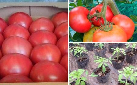 旭川市西神楽産 桃太郎トマト4kg(2026年6月中旬~発送開始予定)_00960