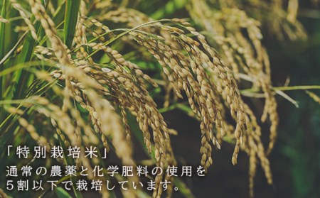 「ゆきさやか 10kg」特別栽培米産地直送《帰山農園》米 こめ 北海道産お米 北海道米 美味しいお米 北海道産米 道産米 