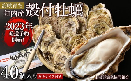 2022年発送開始! 海峡育ち「知内産 殻付牡蠣 40個入り」カキナイフ付き【上磯郡漁業協同組合】【DD058】