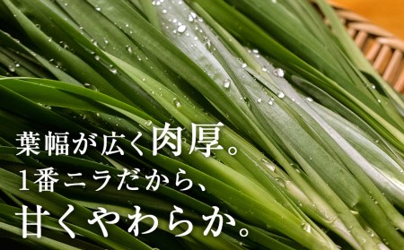 【2025年発送予約】 知内産 一番ニラ「北の華」20束【JA新はこだて】