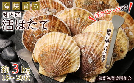 北海道知内産 貝３種詰め合わせセットB - 魚介