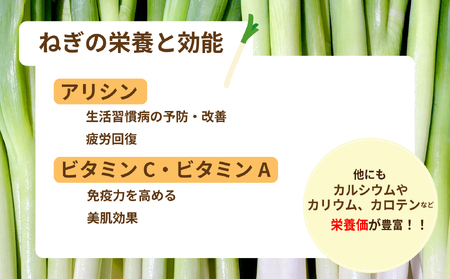 新地町産 長ネギ 約5kg 1箱 | 野菜 やさい 食品 人気 おすすめ 送料無料 ねぎ ネギ 葱 長ねぎ お取り寄せ 福島県 新地町 白ねぎ 鍋
