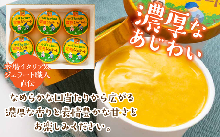 かぼちゃ畑の完熟ジェラート 6個入り  ITTAB001 | ジェラート アイス いいたて雪っ娘かぼちゃ かぼちゃ デザート スイーツ 冷凍 オススメ 福島 飯舘村 |