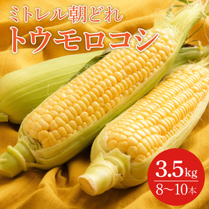【6月より順次発送】【本田農園】ミトレル朝どれトウモロコシ【とうもろこし コーン 野菜 新鮮 期間限定 朝採れ 糖度 お取り寄せ 旬 旬野菜 水戸市 茨城県】（JN-1）