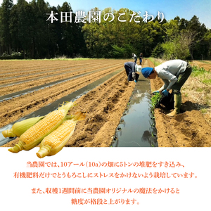【6月より順次発送】【本田農園】ミトレル朝どれトウモロコシ【とうもろこし コーン 野菜 新鮮 期間限定 朝採れ 糖度 お取り寄せ 旬 旬野菜 水戸市 茨城県】（JN-1）