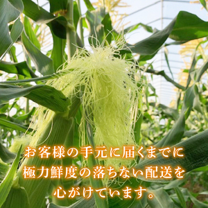 【6月より順次発送】【本田農園】ミトレル朝どれトウモロコシ【とうもろこし コーン 野菜 新鮮 期間限定 朝採れ 糖度 お取り寄せ 旬 旬野菜 水戸市 茨城県】（JN-1）