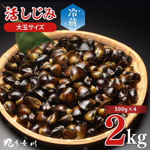 活しじみ 特選 大玉 2kg（500ｇ×4）涸沼川 う女川【シジミ オルニチン ミネラル ビタミンB12 出汁 肝臓 味噌汁 スープ 茨城県 水戸市】（IX-107）