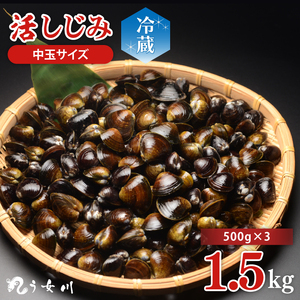 活しじみ 中玉 1.5kg（500ｇ×3）涸沼川 う女川【シジミ オルニチン ミネラル ビタミンB12 出汁 肝臓 味噌汁 スープ 茨城県 水戸市】（IX-109）