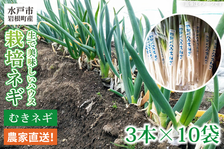 FD-3　農家直送！水戸市岩根町の生で美味しいハウス栽培ネギ！（3本×10袋）
