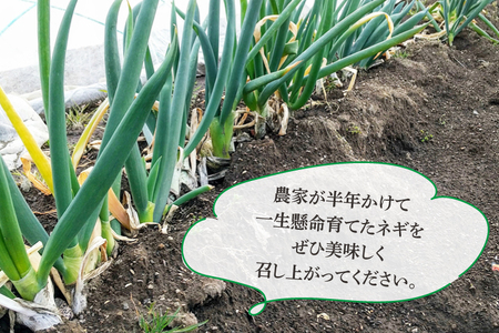 FD-3　農家直送！水戸市岩根町の生で美味しいハウス栽培ネギ！（3本×10袋）