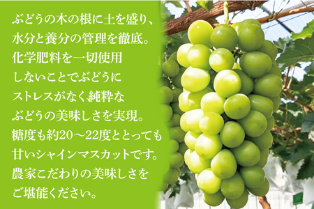 【先行予約】【8月以降発送】糖度約20～22度！美味しさにこだわったシャインマスカット　約500g×1房　計約500g)【農家直送 化学肥料不使用 果物 フルーツ 葡萄 ぶどう ブドウ 厳選】（GG-3）