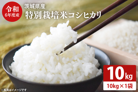 【先行予約 数量限定！】新米 令和6年度産 茨城県産 特別栽培米コシヒカリ 10kg 食味80以上！ 減農薬 減化学肥料 農家直送 第52回茨城県稲作共進会優秀賞受賞！【お米 ごはん こしひかり 20000円以下 10キロ 白米 茨城県 水戸市】（KJ-1）