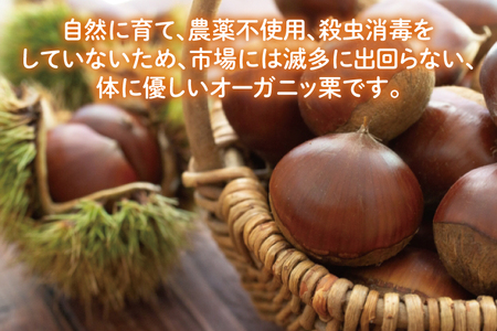 【先行予約】【2025年9月中旬より順次発送】石岡市鶴沼の栗（生栗）1kg（茨城県共通返礼品/石岡市）【くり 栗 農薬不使用 オーガニック オーガニッ栗 珍しい 希少 秋 茨城県産 果物 果樹 栗ご飯 水戸市】（KN-4）