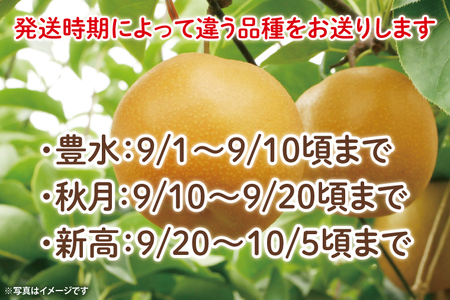 【数量限定】もぎりたての梨！5kg！一番旬の品種をお届け！（豊水・秋月・新高いずれか1品種）【茨城県共通返礼品/石岡市】【果物 くだもの フルーツ ナシ なし もぎたて 新鮮 旬 お取り寄せ 期間限定 茨城県 水戸市 】（KR-1）