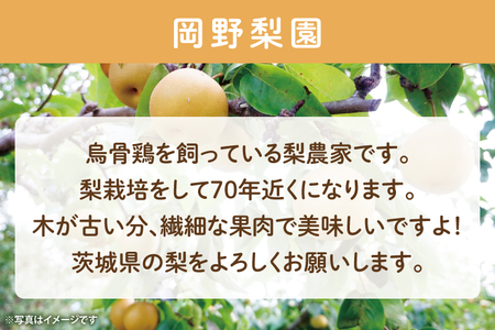 【数量限定】もぎりたての梨！5kg！一番旬の品種をお届け！（豊水・秋月・新高いずれか1品種）【茨城県共通返礼品/石岡市】【果物 くだもの フルーツ ナシ なし もぎたて 新鮮 旬 お取り寄せ 期間限定 茨城県 水戸市 】（KR-1）