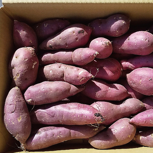 【数量限定】紅はるかSSサイズ5kg箱（KE-13）