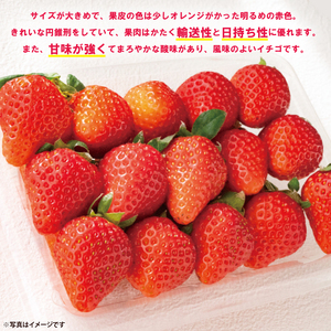 茨城県共通返礼品/行方市産】【2026年1月より順次発送】いちご