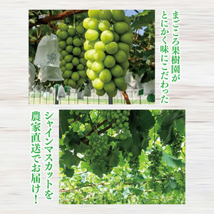 【2026年9月中旬より順次発送】令和7年度 茨城県生産力向上共励会 特別賞受賞！糖度約20～22度！美味しさにこだわったシャインマスカット（約1100g）1～2房 化学肥料不使用 農家直送【葡萄 ぶどう マスカット フルーツ 果物 くだもの 水戸市 水戸 茨城県】（GG-23）