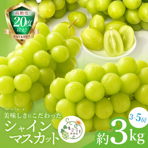 【2026年9月中旬より順次発送】令和7年度 茨城県生産力向上共励会 特別賞受賞！糖度約20～22度！美味しさにこだわったシャインマスカット（約3000g）3～5房   化学肥料不使用 農家直送【葡萄 ぶどう マスカット フルーツ 果物 くだもの 水戸市 水戸 茨城県】（GG-26）