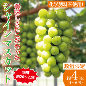 【2026年9月中旬より順次発送】令和7年度 茨城県生産力向上共励会 特別賞受賞！糖度約20～22度！美味しさにこだわったシャインマスカット（約4000g）4～6房  化学肥料不使用 農家直送【葡萄 ぶどう マスカット フルーツ 果物 くだもの 水戸市 水戸 茨城県】（GG-27）