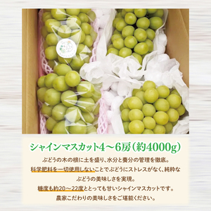 【2026年9月中旬より順次発送】令和7年度 茨城県生産力向上共励会 特別賞受賞！糖度約20～22度！美味しさにこだわったシャインマスカット（約4000g）4～6房  化学肥料不使用 農家直送【葡萄 ぶどう マスカット フルーツ 果物 くだもの 水戸市 水戸 茨城県】（GG-27）