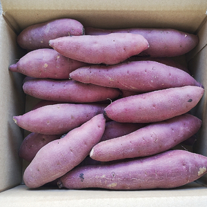 【数量限定】紅はるかSサイズ2kg箱（KE-26）