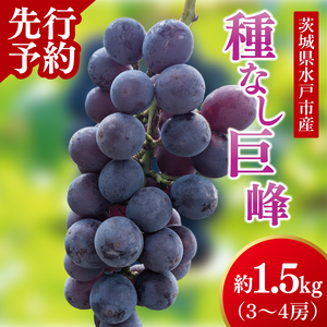 【9月上旬より順次発送】【数量限定】種なし巨峰 約1.5キロ（３～４房）【巨峰 ブドウ ぶどう フルーツ 果物 くだもの 濃厚 種なし 水戸市 茨城県】（MA-1）