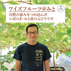 【9月上旬より順次発送】【数量限定】種なし巨峰 約1.5キロ（３～４房）【巨峰 ブドウ ぶどう フルーツ 果物 くだもの 濃厚 種なし 水戸市 茨城県】（MA-1）