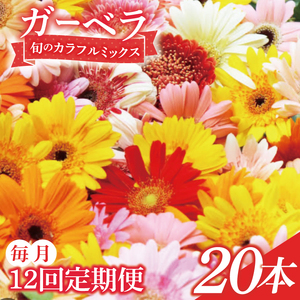 【12ヶ月定期便】旬の水戸市常澄のガーベラ カラフルミックス20本【ガーベラ 産直 サプライズ フラワーアレンジ 花 お花 贈り物 誕生日 母の日 彼女にプレゼント 水戸市 茨城県】（DR-131）