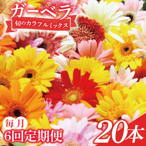 【6ヶ月定期便】旬の水戸市常澄のガーベラ カラフルミックス20本【ガーベラ 産直 サプライズ フラワーアレンジ 花 お花 贈り物 誕生日 母の日 彼女にプレゼント 水戸市 茨城県】（DR-132）
