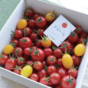 【3ヶ月定期便】【11月~6月発送】ドロップファームの美容トマトおまかせ1kg箱(4種ミックス)【とまと フルーツトマト 野菜ソムリエ 栄養士 アイコ イエローアイコ 小鈴 フルティカ 野菜 フレッシュ 水戸市 茨城県】(CK-103)