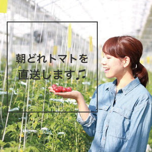 【3ヶ月定期便】【11月~6月発送】ドロップファームの美容トマトおまかせ1kg箱(4種ミックス)【とまと フルーツトマト 野菜ソムリエ 栄養士 アイコ イエローアイコ 小鈴 フルティカ 野菜 フレッシュ 水戸市 茨城県】(CK-103)