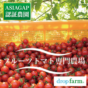 【3ヶ月定期便】【11月~6月発送】ドロップファームの美容トマトおまかせ1kg箱(4種ミックス)【とまと フルーツトマト 野菜ソムリエ 栄養士 アイコ イエローアイコ 小鈴 フルティカ 野菜 フレッシュ 水戸市 茨城県】(CK-103)