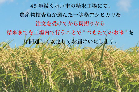 【令和6年産】茨城県産コシヒカリ 宝蔵米 10kg（5kg×2）【お米 米 菊池 こしひかり つきたてのお米 食味ランキング特A評価 茨城県 水戸市】（CZ-402）