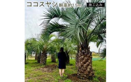 ココスヤシ 幹高約1.5m【施工込み】【ヤシの木 ヤシ リゾート