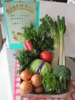 B-8 日立市産 新鮮野菜セット