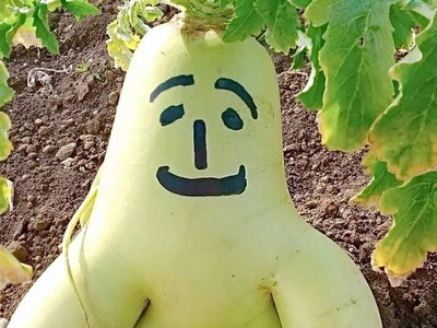 旬の新鮮野菜おまかせセット（8～12品程度）