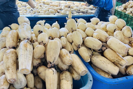 【訳あり】土浦市産 れんこん 2㎏ 味で勝負!タップリ大満足! すずき蓮根農園のご家庭用れんこん「竹 2キロ」 | 産地直送 茨城県 レンコン 蓮根 野菜 シャキシャキ ※離島への配送不可 ※2026年1月上旬頃より順次発送予定