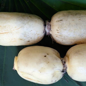 【訳あり】土浦市産 れんこん 2㎏ 味で勝負!タップリ大満足! すずき蓮根農園のご家庭用れんこん「竹 2キロ」 | 産地直送 茨城県 レンコン 蓮根 野菜 シャキシャキ ※離島への配送不可 ※2026年1月上旬頃より順次発送予定