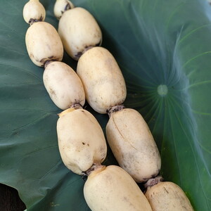 【訳あり】土浦市産 れんこん 2㎏ 味で勝負!タップリ大満足! すずき蓮根農園のご家庭用れんこん「竹 2キロ」 | 産地直送 茨城県 レンコン 蓮根 野菜 シャキシャキ ※離島への配送不可 ※2026年1月上旬頃より順次発送予定