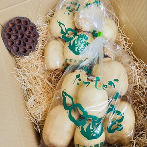 【訳あり】土浦市産 れんこん 2㎏ 味で勝負!タップリ大満足! すずき蓮根農園のご家庭用れんこん「竹 2キロ」 | 産地直送 茨城県 レンコン 蓮根 野菜 シャキシャキ ※離島への配送不可 ※2026年1月上旬頃より順次発送予定